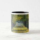 アメリカ、ケンタッキー、ルイビル。〜の並木道 ツートーンマグカップ (中央)