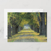 アメリカ、ケンタッキー、ルイビル。〜の並木道 ポストカード (正面/裏面)