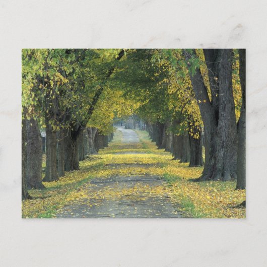アメリカ、ケンタッキー、ルイビル。〜の並木道 ポストカード (正面)