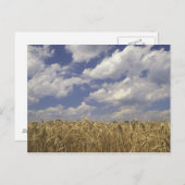 アメリカ、ケンタッキー、ルイビル。小麦の作物と ポストカード (正面/裏面)