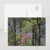 アメリカ、ケンタッキー、ルイビル。東レッドブド ポストカード (正面/裏面)