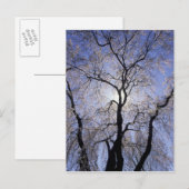 アメリカ、ケンタッキー、レキシントン。バックライト付きツリー ポストカード (正面/裏面)