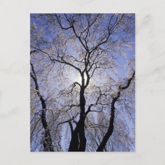 アメリカ、ケンタッキー、レキシントン。バックライト付きツリー ポストカード (正面)