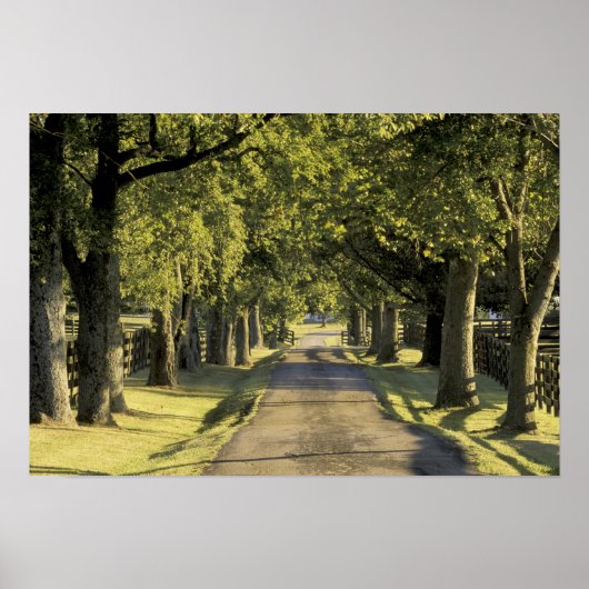 アメリカ、ケンタッキー、レキシントン。並木道 ポスター (正面)