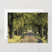 アメリカ、ケンタッキー、レキシントン。並木道 ポストカード (正面/裏面)