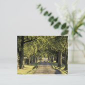 アメリカ、ケンタッキー、レキシントン。並木道 ポストカード (スタンド正面)