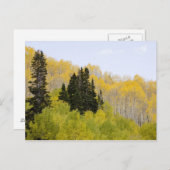 アメリカ、コロラド州、ガンニソン国有林沿い2 ポストカード (正面/裏面)