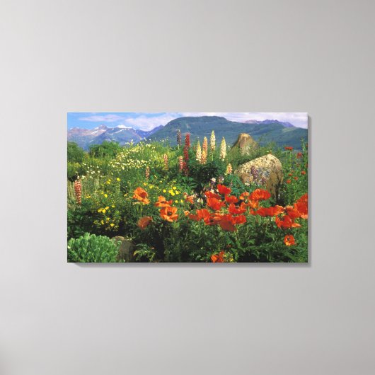 アメリカ、コロラド州、クレステッド・ビュート。ケシとルパン キャンバスプリント (正面)