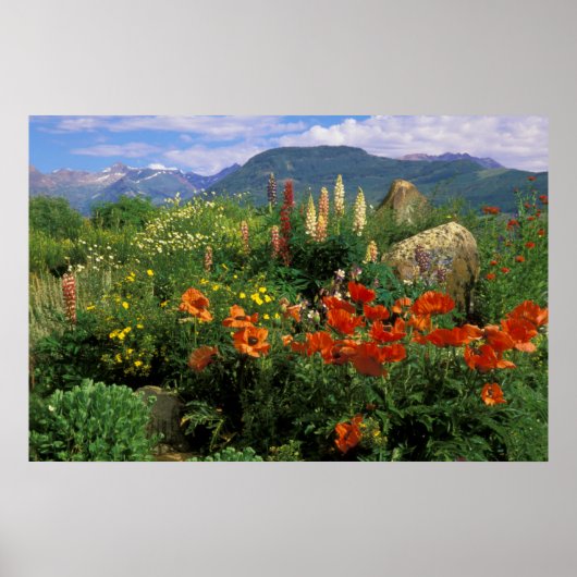 アメリカ、コロラド州、クレステッド・ビュート。ケシとルパン ポスター (正面)