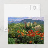 アメリカ、コロラド州、クレステッド・ビュート。ケシとルパン ポストカード (正面/裏面)