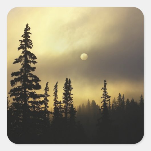 アメリカ、コロラド州、サンイザベル国立森林。 スクエアシール (正面)