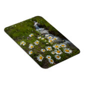 アメリカ、コロラド州、サンフアン山脈。デイジー マグネット (右側)