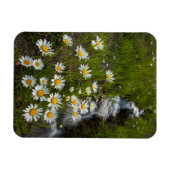 アメリカ、コロラド州、サンフアン山脈。デイジー マグネット (横)