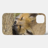 アメリカ、コロラド州、ブレckenridge。警戒するアカギツネ Case-Mate iPhoneケース (裏面 (横))