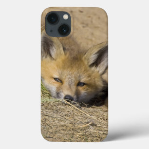 アメリカ、コロラド州、ブレckenridge。警戒するアカギツネ iPhone 13ケース