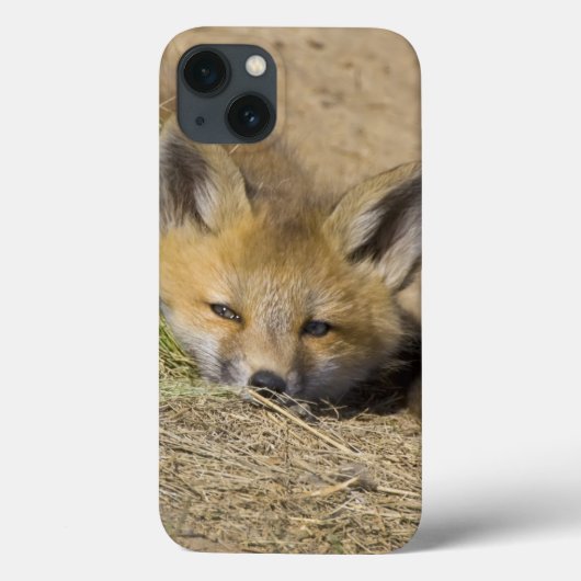 アメリカ、コロラド州、ブレckenridge。警戒するアカギツネ Case-Mate iPhoneケース (裏面)