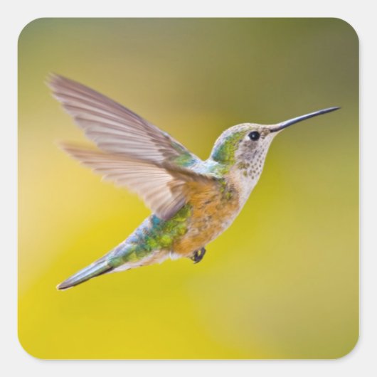 アメリカ、コロラド州、ヘーニー州サミット郡。側面ビュー スクエアシール (正面)