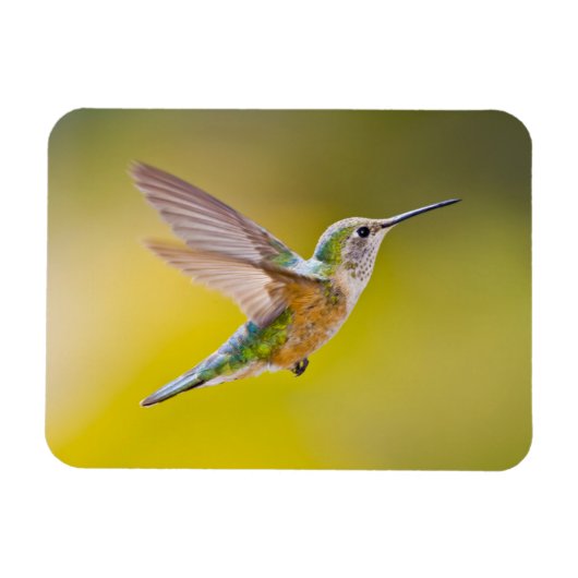 アメリカ、コロラド州、ヘーニー州サミット郡。側面ビュー マグネット (横)