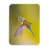 アメリカ、コロラド州、ヘーニー州サミット郡。側面ビュー マグネット (縦)