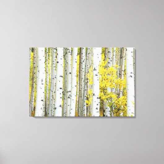 アメリカ、コロラド州、ホワイト・リバー国有林 キャンバスプリント (正面)