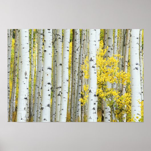 アメリカ、コロラド州、ホワイト・リバー国有林 ポスター (正面)