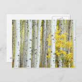 アメリカ、コロラド州、ホワイト・リバー国有林 ポストカード (正面/裏面)