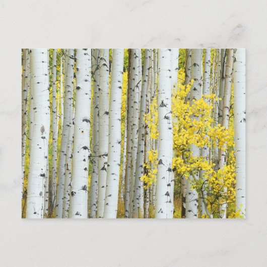 アメリカ、コロラド州、ホワイト・リバー国有林 ポストカード (正面)