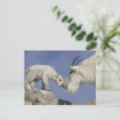 アメリカ, コロラド州, マウント・エヴァンス. ヒマラヤの山羊の母親 ポストカード (スタンド正面)