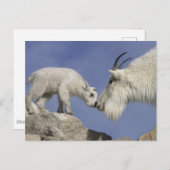 アメリカ, コロラド州, マウント・エヴァンス. ヒマラヤの山羊の母親 ポストカード (正面/裏面)