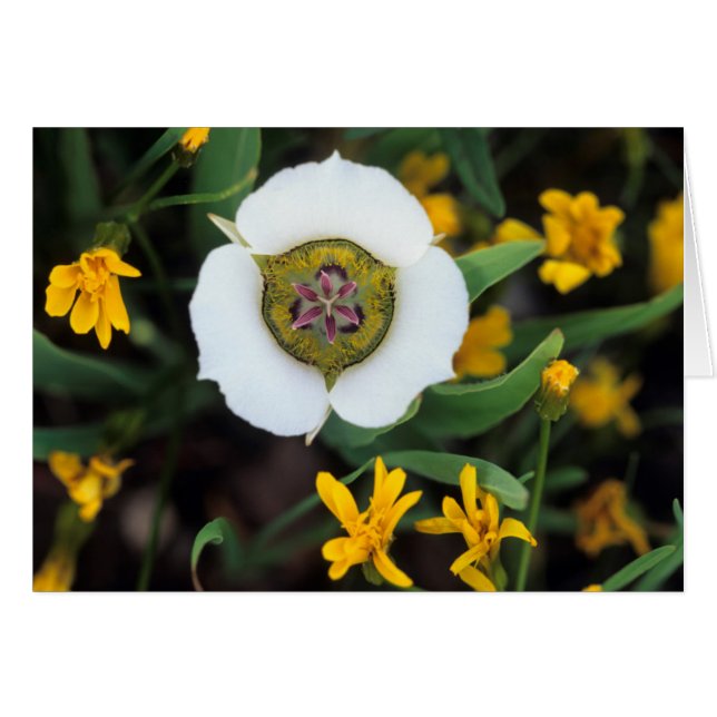 アメリカ、コロラド州。マリポサチューリップ (正面横)