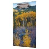 アメリカ、コロラド州。ロッキーの明るい黄色の《植物》アスペン クリップボード (左)