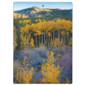 アメリカ、コロラド州。ロッキーの明るい黄色の《植物》アスペン クリップボード (裏面)