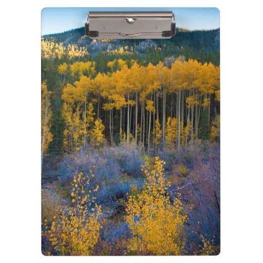 アメリカ、コロラド州。ロッキーの明るい黄色の《植物》アスペン クリップボード (正面)