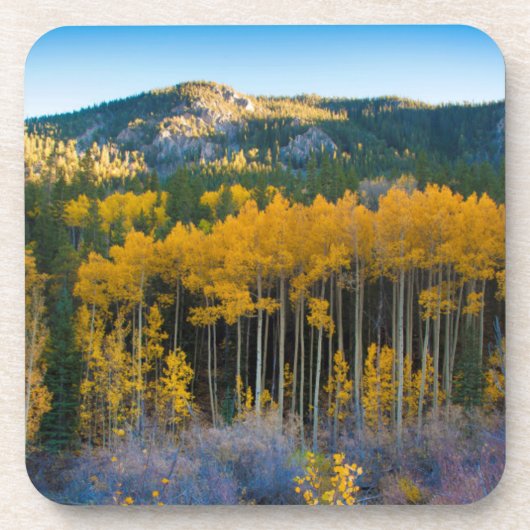 アメリカ、コロラド州。ロッキーの明るい黄色の《植物》アスペン コースター (正面)