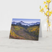 アメリカ、コロラド州、ロッキー山脈、サンフアン カード (黄色い花)