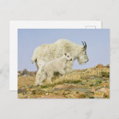 アメリカ、コロラド州、ロッキー山脈、山・エバンス、 ポストカード (正面/裏面)