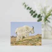 アメリカ、コロラド州、ロッキー山脈、山・エバンス、 ポストカード (スタンド正面)