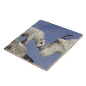 アメリカ、コロラド州、山・エバンス。山羊の母親 タイル (側面)