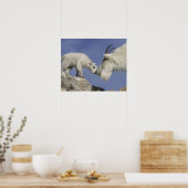 アメリカ、コロラド州、山・エバンス。山羊の母親 ポスター (キッチン)