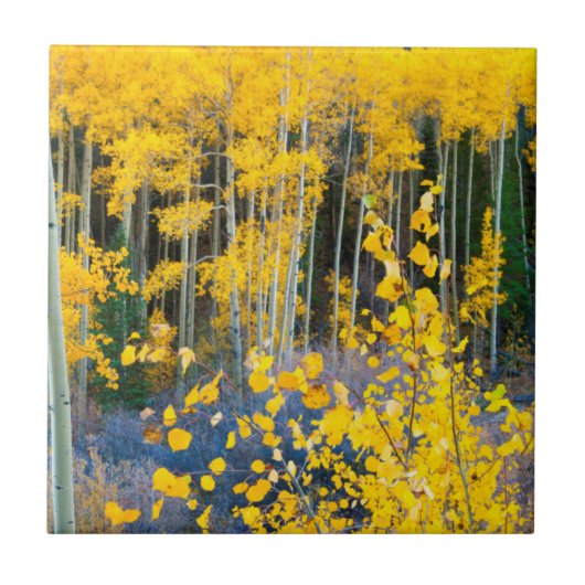 アメリカ、コロラド州。明るい黄色の《植物》アスペンインロッキー2 タイル (正面)