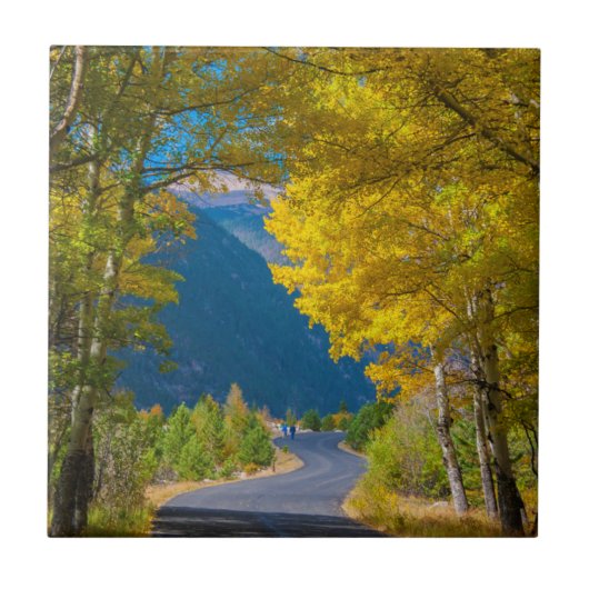 アメリカ、コロラド州。隣接する道路《植物》アスペン タイル (正面)