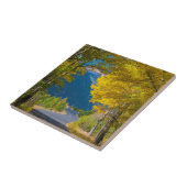 アメリカ、コロラド州。隣接する道路《植物》アスペン タイル (側面)