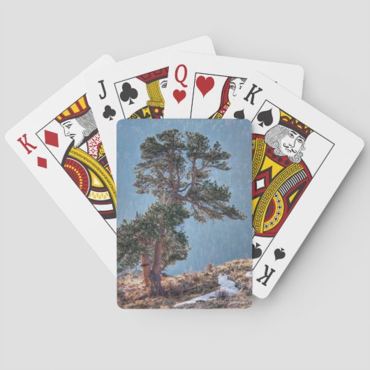 アメリカ、コロラド、ツリーインエステスパーク トランプ (裏面)