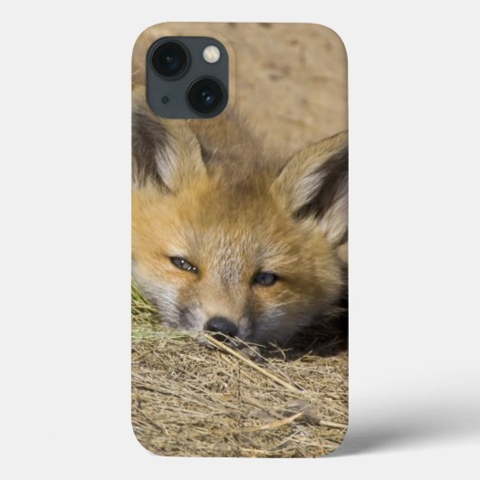 アメリカ、コロラド、ブリッケンリッジ。アラート赤いキツネ Case-Mate iPhoneケース (裏面)