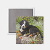 アメリカ、コロラド、ブリッケンリッジ。女性のベルネーゼ マグネット (正面/裏面)