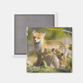 アメリカ、コロラド、ブリッケンリッジ。赤狐の母3 マグネット (正面/裏面)