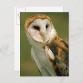 アメリカ、コロラド、ブロムフィールド。メンフクロウ ポストカード (正面/裏面)