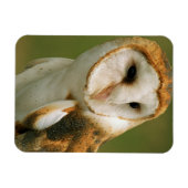 アメリカ、コロラド、ブロムフィールド。メンフクロウ マグネット (横)