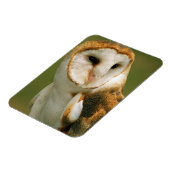 アメリカ、コロラド、ブロムフィールド。メンフクロウ マグネット (左側)