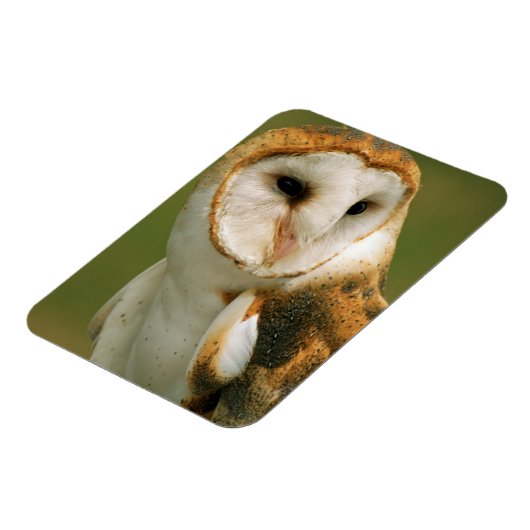 アメリカ、コロラド、ブロムフィールド。メンフクロウ マグネット (左側)